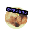 ワンワンミックス（個別スタンプ：5）