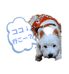 ワンワンミックス（個別スタンプ：7）