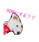 ワンワンミックス（個別スタンプ：8）