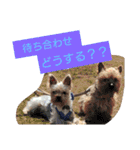 ワンワンミックス（個別スタンプ：9）