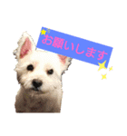 ワンワンミックス（個別スタンプ：10）