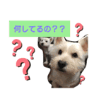 ワンワンミックス（個別スタンプ：11）