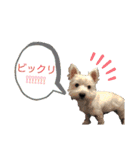 ワンワンミックス（個別スタンプ：12）