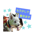 ワンワンミックス（個別スタンプ：13）