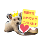 ワンワンミックス（個別スタンプ：14）
