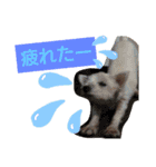 ワンワンミックス（個別スタンプ：15）