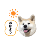 ☆秋田犬の華ちゃん②☆（個別スタンプ：1）