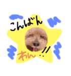 merci，cocoa（個別スタンプ：7）