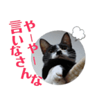 北九州弁猫 ひなたとゆうひ③（個別スタンプ：2）