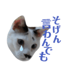 北九州弁猫 ひなたとゆうひ③（個別スタンプ：3）