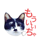 北九州弁猫 ひなたとゆうひ③（個別スタンプ：4）