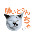 北九州弁猫 ひなたとゆうひ③（個別スタンプ：5）