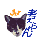 北九州弁猫 ひなたとゆうひ③（個別スタンプ：6）