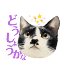 北九州弁猫 ひなたとゆうひ③（個別スタンプ：8）