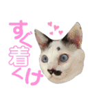 北九州弁猫 ひなたとゆうひ③（個別スタンプ：11）