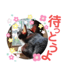 北九州弁猫 ひなたとゆうひ③（個別スタンプ：12）