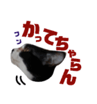 北九州弁猫 ひなたとゆうひ③（個別スタンプ：16）