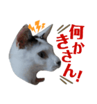 北九州弁猫 ひなたとゆうひ③（個別スタンプ：17）