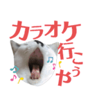 北九州弁猫 ひなたとゆうひ③（個別スタンプ：18）