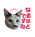 北九州弁猫 ひなたとゆうひ③（個別スタンプ：19）