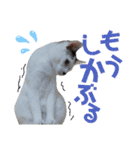 北九州弁猫 ひなたとゆうひ③（個別スタンプ：20）