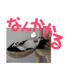 北九州弁猫 ひなたとゆうひ③（個別スタンプ：21）