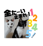北九州弁猫 ひなたとゆうひ③（個別スタンプ：22）