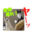 北九州弁猫 ひなたとゆうひ③（個別スタンプ：23）