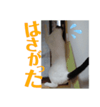 北九州弁猫 ひなたとゆうひ③（個別スタンプ：24）