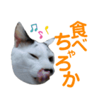 北九州弁猫 ひなたとゆうひ③（個別スタンプ：26）
