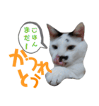 北九州弁猫 ひなたとゆうひ③（個別スタンプ：27）