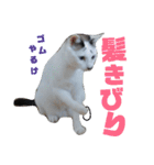 北九州弁猫 ひなたとゆうひ③（個別スタンプ：28）