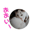 北九州弁猫 ひなたとゆうひ③（個別スタンプ：30）