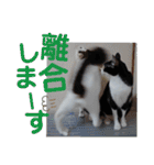 北九州弁猫 ひなたとゆうひ③（個別スタンプ：31）