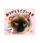 ゆうニャン（個別スタンプ：5）