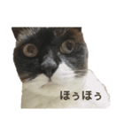 キティのスタンプ①（個別スタンプ：8）