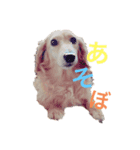 うちのごろーさん。（個別スタンプ：1）