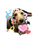 うちのごろーさん。（個別スタンプ：5）