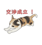 猫の日常 by mizumachi（個別スタンプ：2）