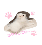 Cocobaby.（個別スタンプ：1）