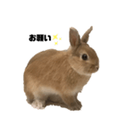 リアル茶ウサギ（個別スタンプ：1）