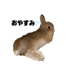 リアル茶ウサギ（個別スタンプ：2）