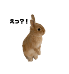 リアル茶ウサギ（個別スタンプ：3）