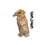 リアル茶ウサギ（個別スタンプ：4）