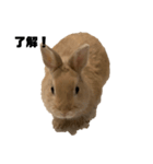 リアル茶ウサギ（個別スタンプ：5）