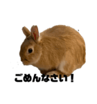 リアル茶ウサギ（個別スタンプ：6）