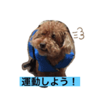 トイプードルななちゃんの日常（個別スタンプ：8）