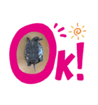 カメおのスタンプ（個別スタンプ：5）