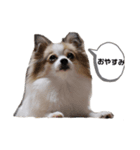 すずきどうぶつえん（個別スタンプ：4）