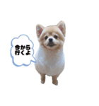 すずきどうぶつえん（個別スタンプ：6）